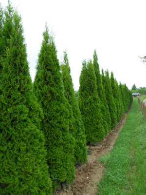 Thuja occ. 'Smaragd'