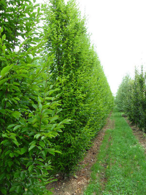 Carpinus betulus 'Fastigiata'