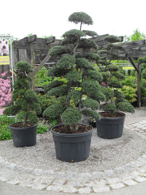 Ilex Bonsai
