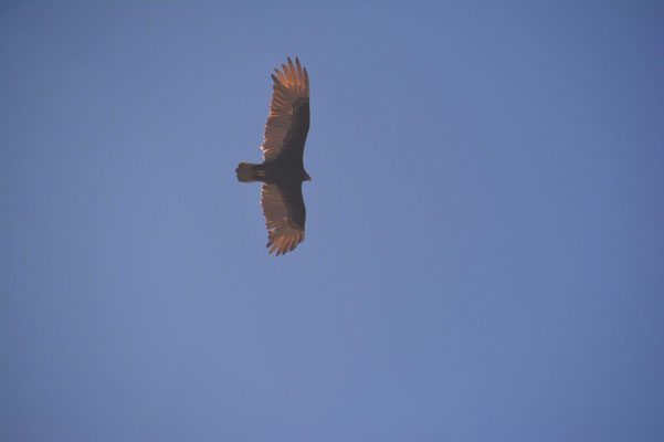 Condor