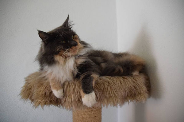 Kitschenrains Aileen