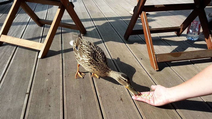 Natur pur im Hausbooturlaub  | Hausboot mieten | Die Bootschaft