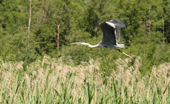 Natur pur im Hausbooturlaub | Hausboot mieten | Die Bootschaft