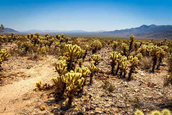 California: Joshua Tree Park: Cholla Cactus Gardens