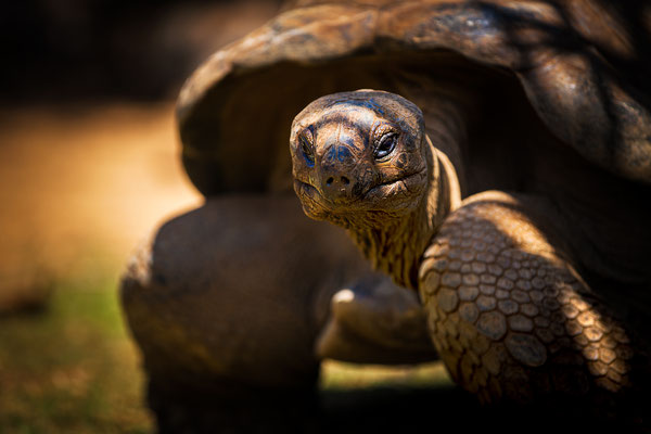 Rivière Des Anguilles: La Vanille Nature Park: Aldabra Giant Tortoise