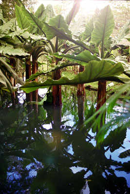 Rivière Des Anguilles: La Vanille Nature Park