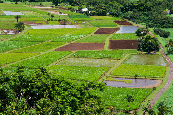 Kauai: Hanalei Valley: Taro Fields