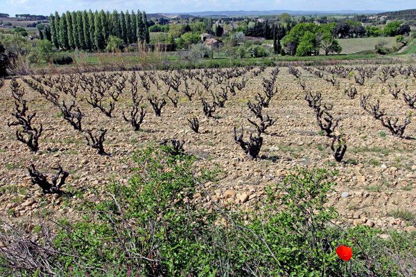 Ein Châteauneuf-du-Pape kann aus 13 verschiedenen Rebsorten bestehen - zählt man die Unterarten dazu können es sogar bis 22 sein
