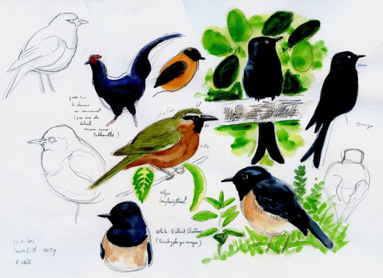 Coq, brachyptérix, Drongo, Nilgiri laughing thrush, Olivier Loir