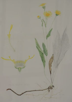 Inula oculus - christi - Christusauge - 25x35 cm