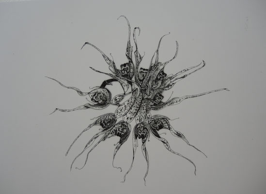 Bulbophyllum binnendijkii - Indonesien, Jawa
