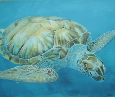 Barbados Wasserschildkröte
