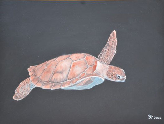 Schildkröte 1 - 30x40 cm