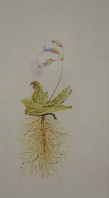 Haberlea ferdinandi - coburgii - 12x22 cm