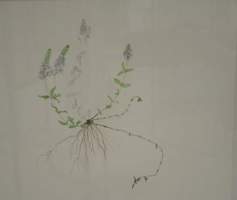Veronica prostrata - 22x26 cm