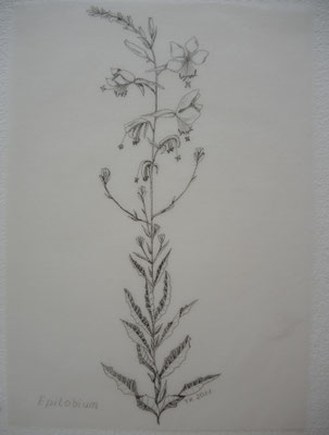 Epilobium
