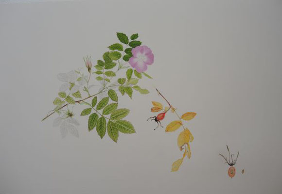 Rosa pendulina - 35x54 cm