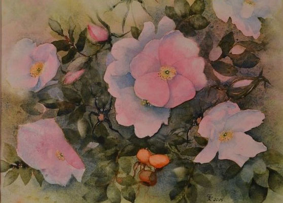 Heckenrose rosa 31x48,5 cm