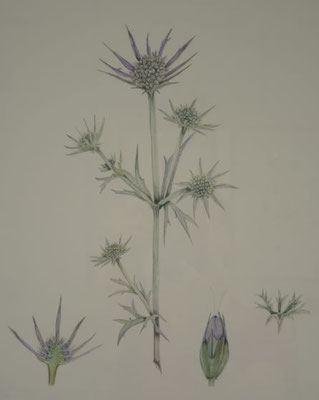 Eryngium bourgattii - Spanische Edeldistel - 22,5x29 cm