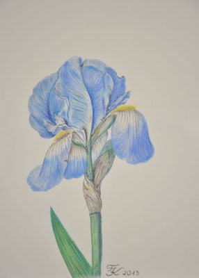 Schwertlilie - 30x40 cm