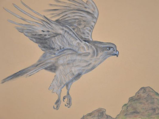 Falke - 30x40 cm