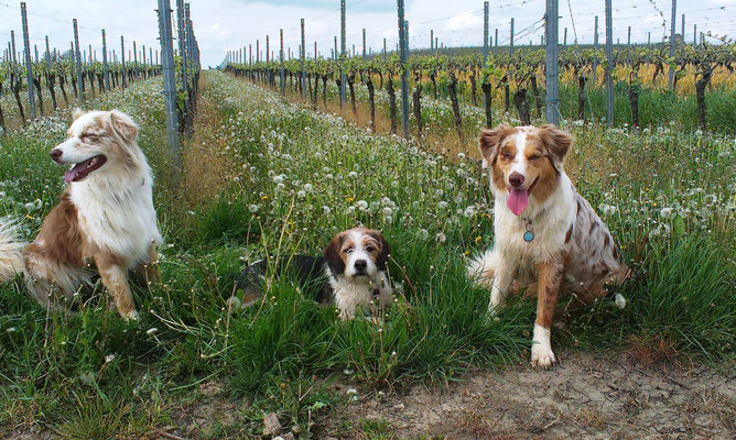 links: Nallah, Tageshund rechts: Holly, Nervensäge