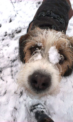 Schneehund