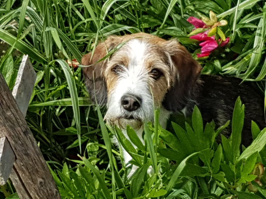 Ich bin ein Blumenkind! 