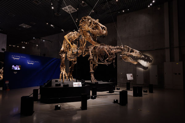 ＜ティラノサウルス「タイソン」（左）と「スコッティ」（© Courtesy of The Royal Saskatchewan Museum）＞ 撮影：山本倫子