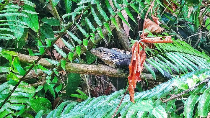 costa rica manuel antonio nationalpark tiere