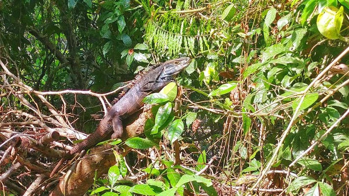 costa rica manuel antonio nationalpark