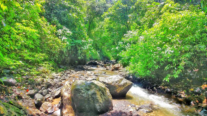 costa rica osa peninsula dos brazos la bolita rainforest hostel wanderun
