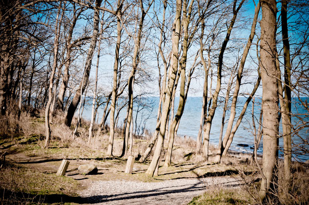 Wald von Katharinenhof im Frühjahr. Foto: Maren Pokroppa