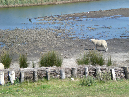 Salzsee mit Schaf in Westermarkelsdorf