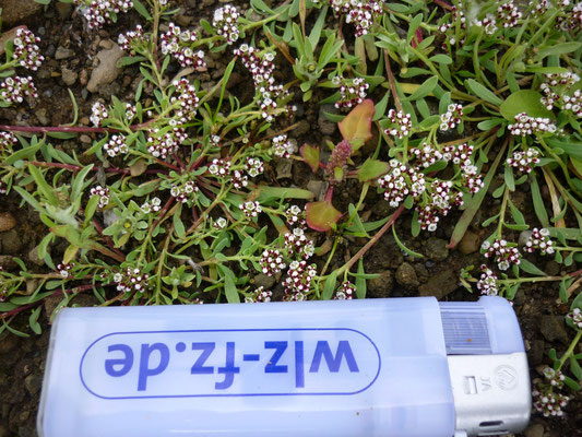 die kleinsten bekannten Blüten des Hirschsprungkrautes, nur bei Ebbe