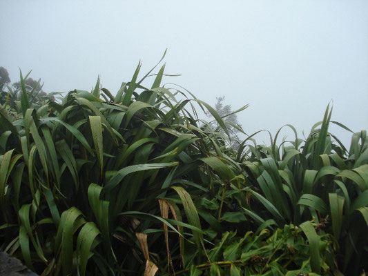 Üppige Vegetation 