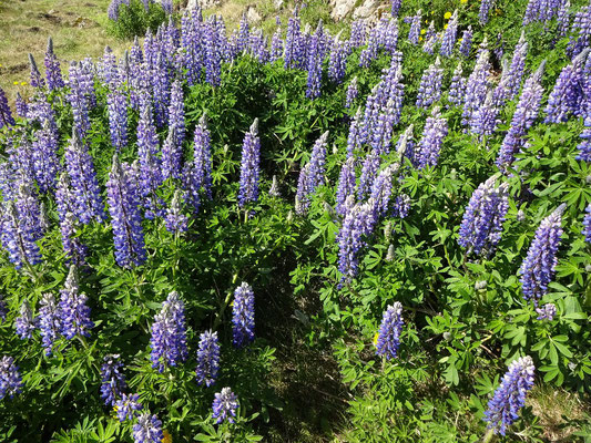 Elisabeths Lieblings Blume Lupine