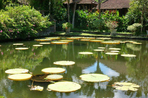 Victoria Amazonica