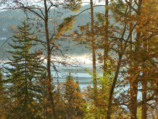 Morgen Nebel über dem Längsee