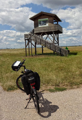 Großtrappen Beobachtung