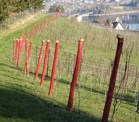 Viel Gold beim Weingarten