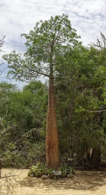 Baobab