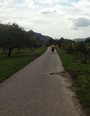 Perfekter Radweg bei Mautern