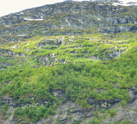 Fjord schön bewaldet