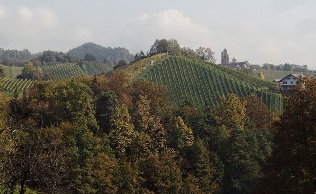 Weinberge 