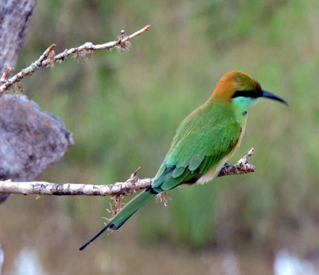  grüner Bienenfresser (Merops apiaster)