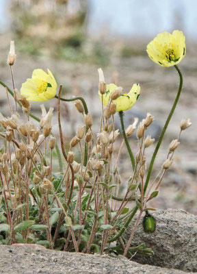 Arktischen Mohn 