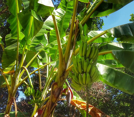  Bananen 