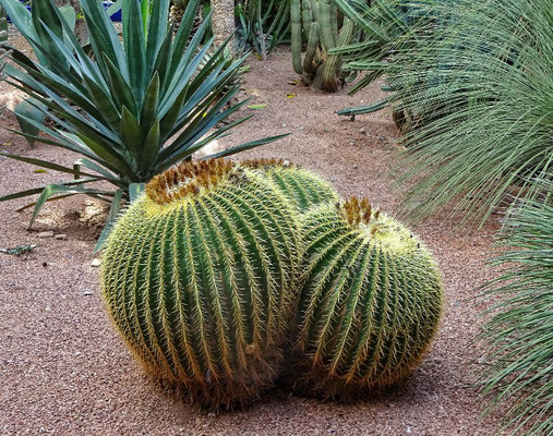 Majorelle Garten