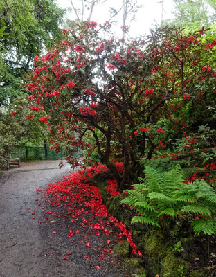 Alle Foto im Inverewe Garden